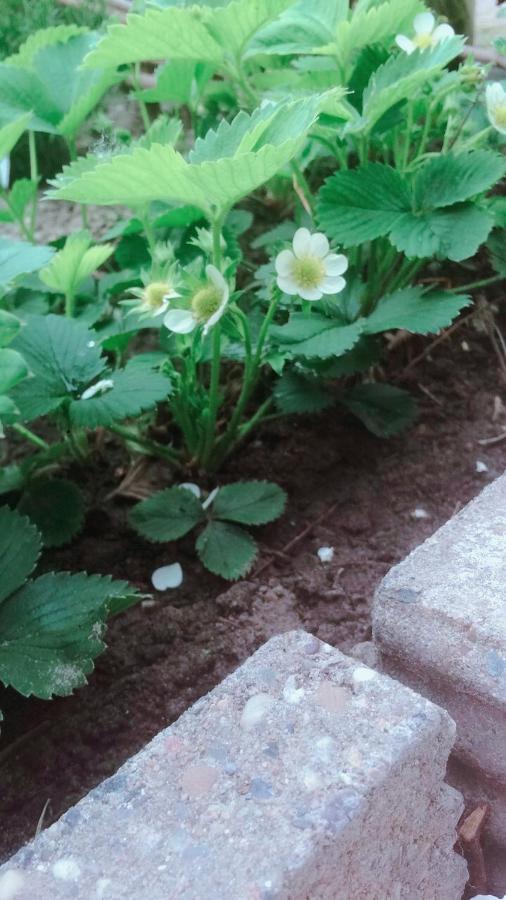 Bed & Breakfast Yerseke Bagian luar foto